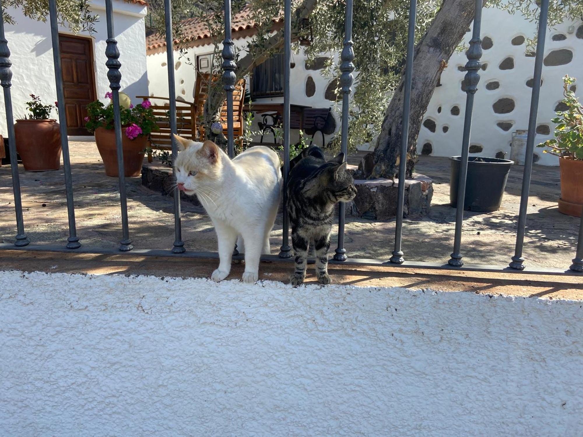 La Casa Vieja De La Montana Holiday home *