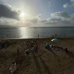 Sardine