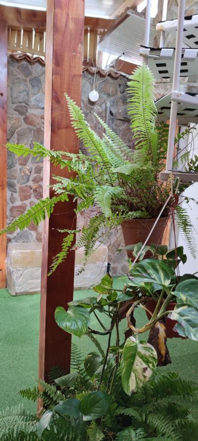 Casa El Drago-tafira Baja Hospedagem domiciliar Las Palmas de Gran Canária