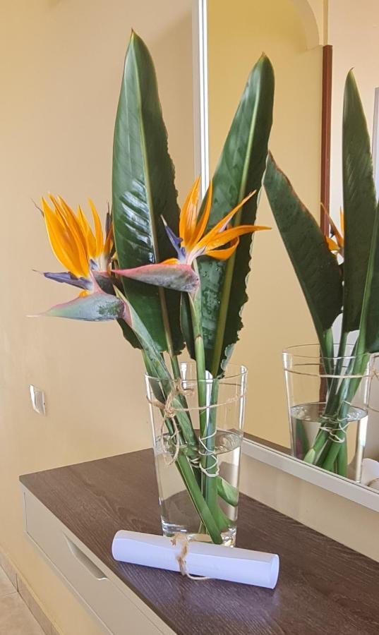 Strelitzias *