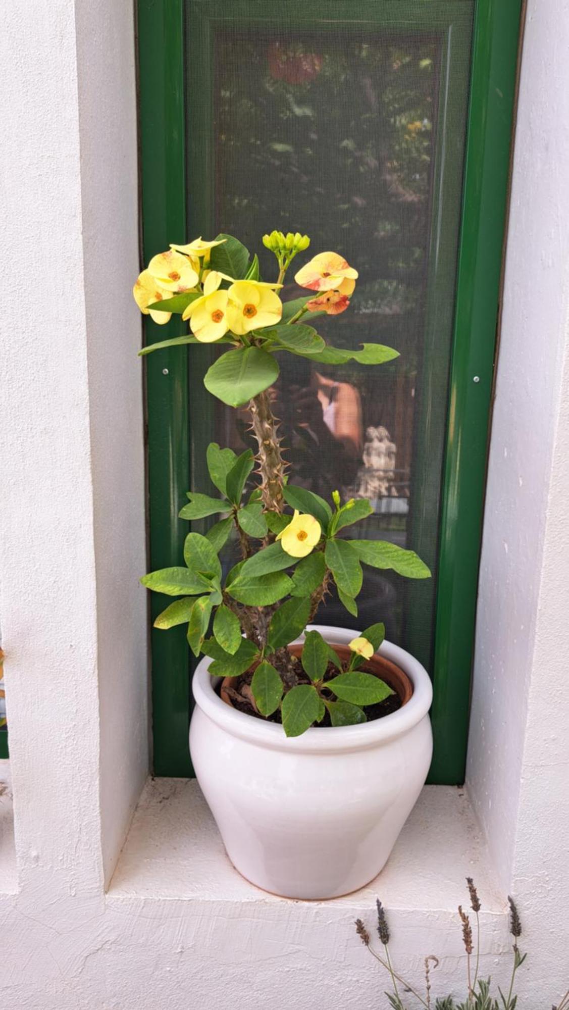 Landhaus Casa Santana Segura Tejeda (Gran Canaria)