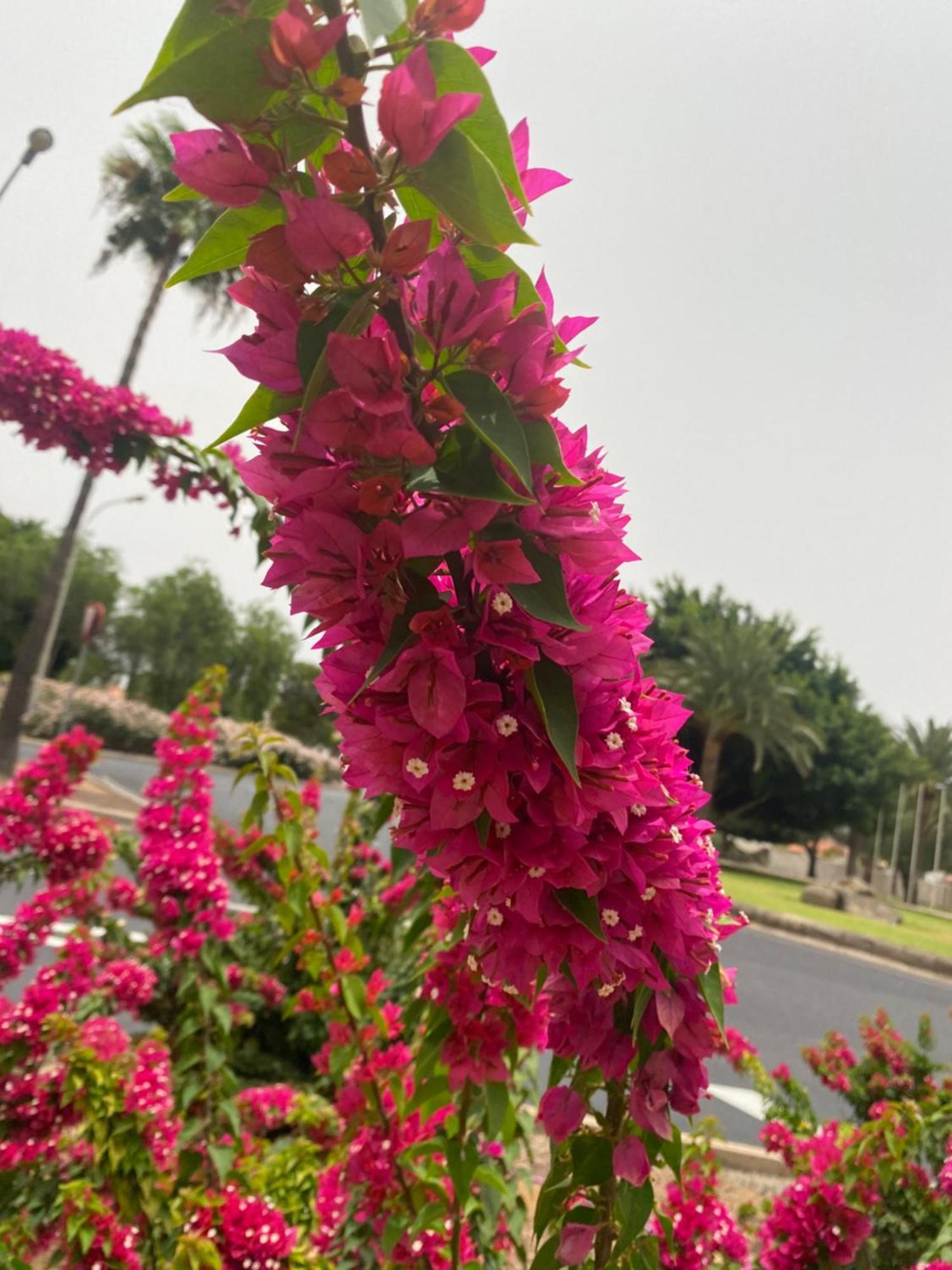 El Rincon De Valentina 4b * Las Palmas de Gran Canária