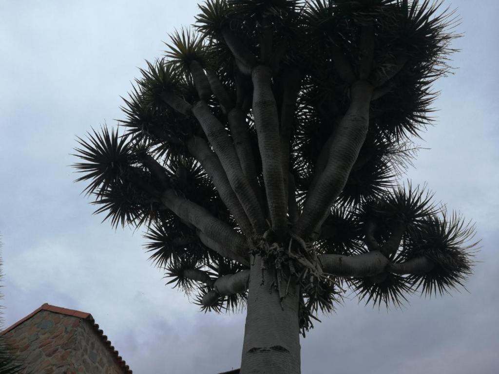 Casa El Drago-tafira Baja Hospedagem domiciliar *