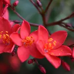 Romantica