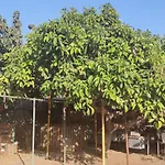 Casita Leos