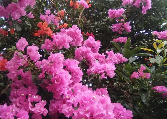 Mar De Flores