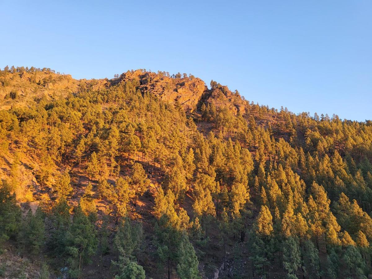 Pinares El Juncal De * Tejeda (Gran Canaria)
