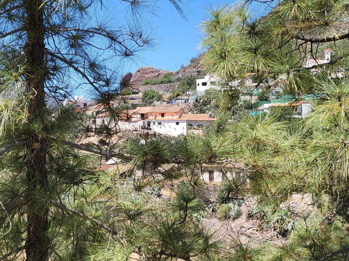 Pinares El Juncal De Tejeda (Gran Canaria)