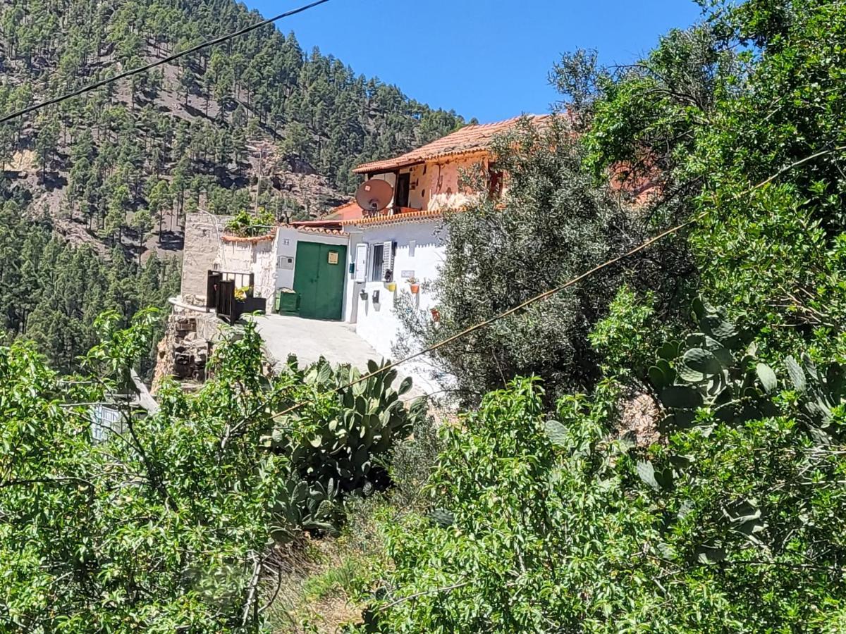 Pinares El Juncal De Tejeda (Gran Canaria)