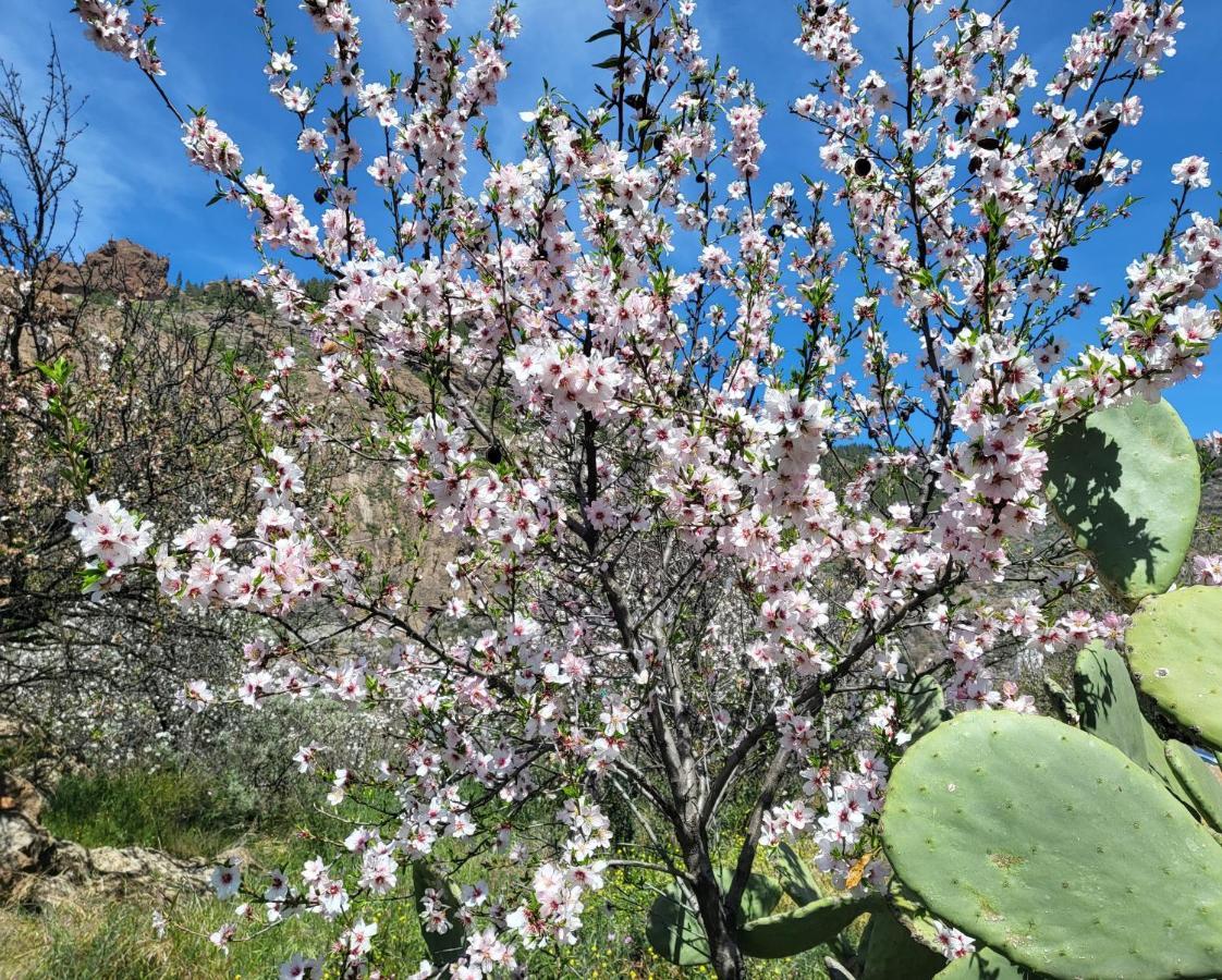 Pinares El Juncal De Ferienhaus Tejeda (Gran Canaria)