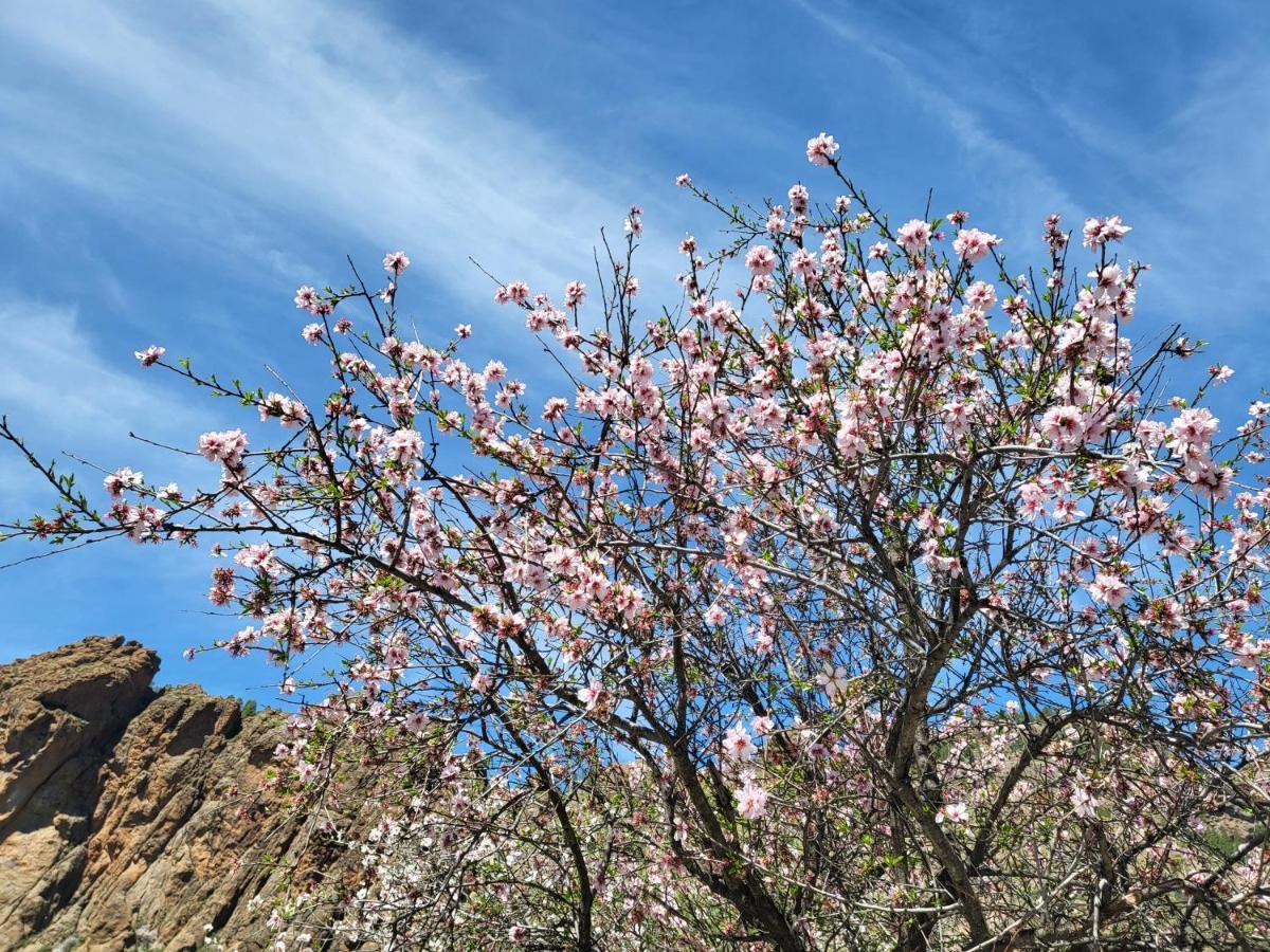 Pinares El Juncal De *