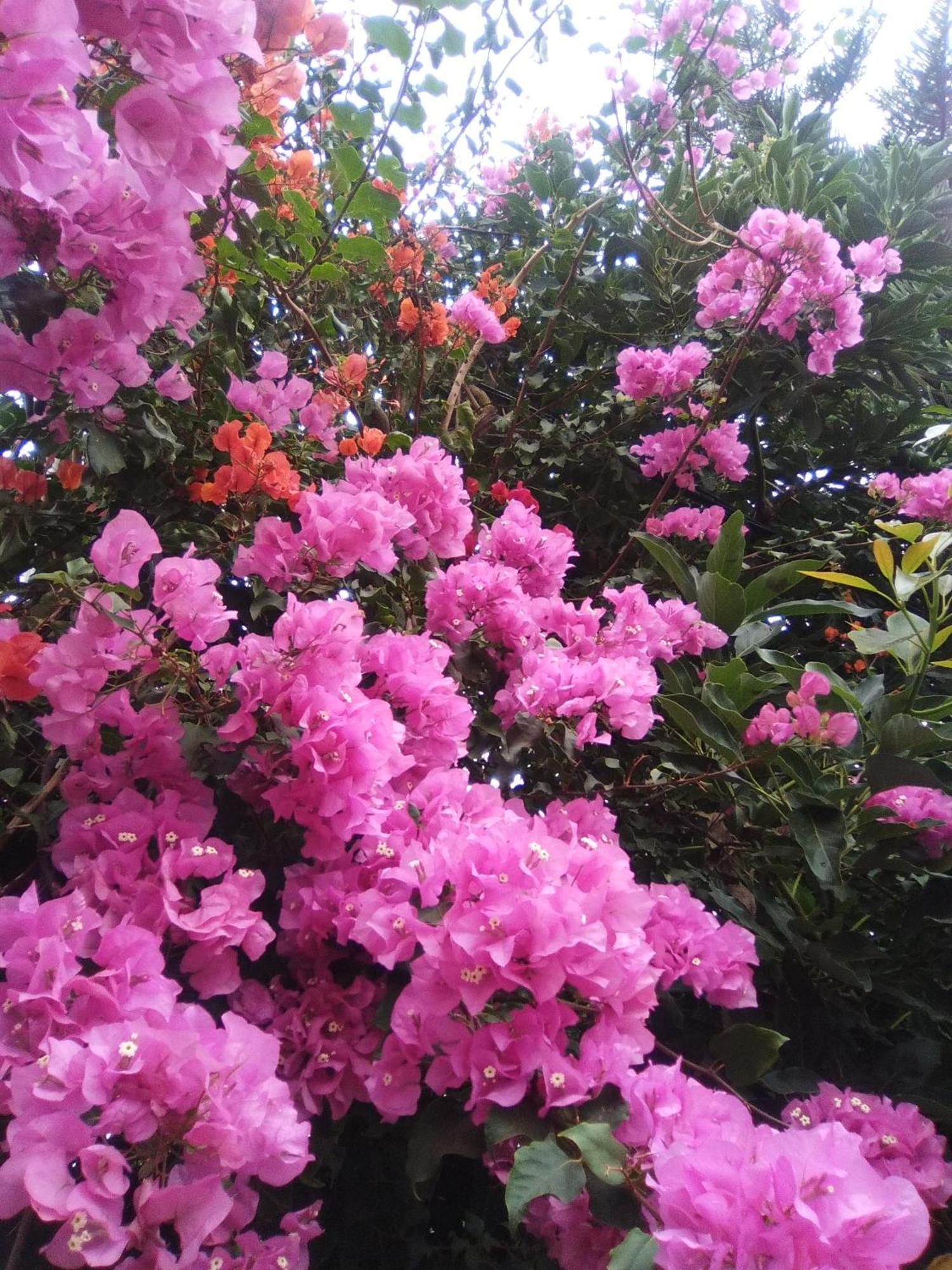 Mar De Flores *