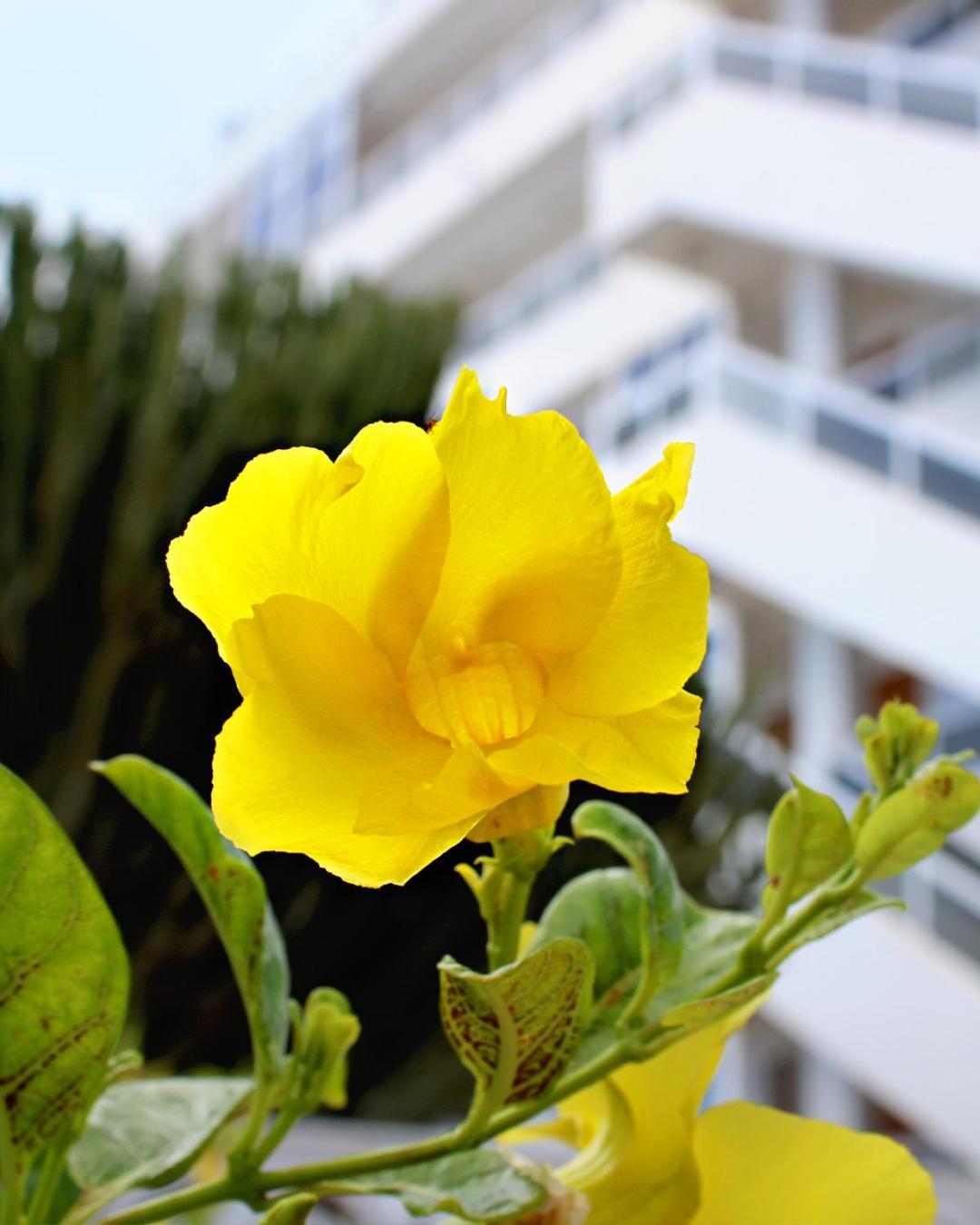 Apartment Calma