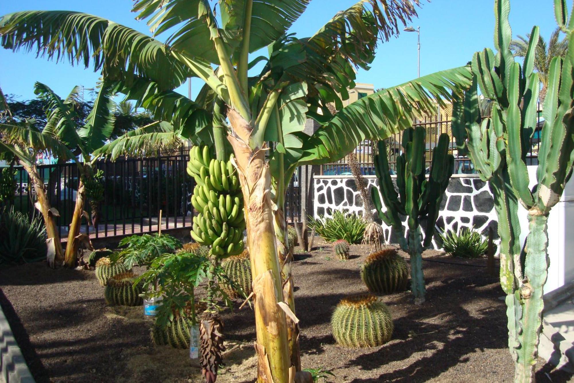 Appartement Cactus