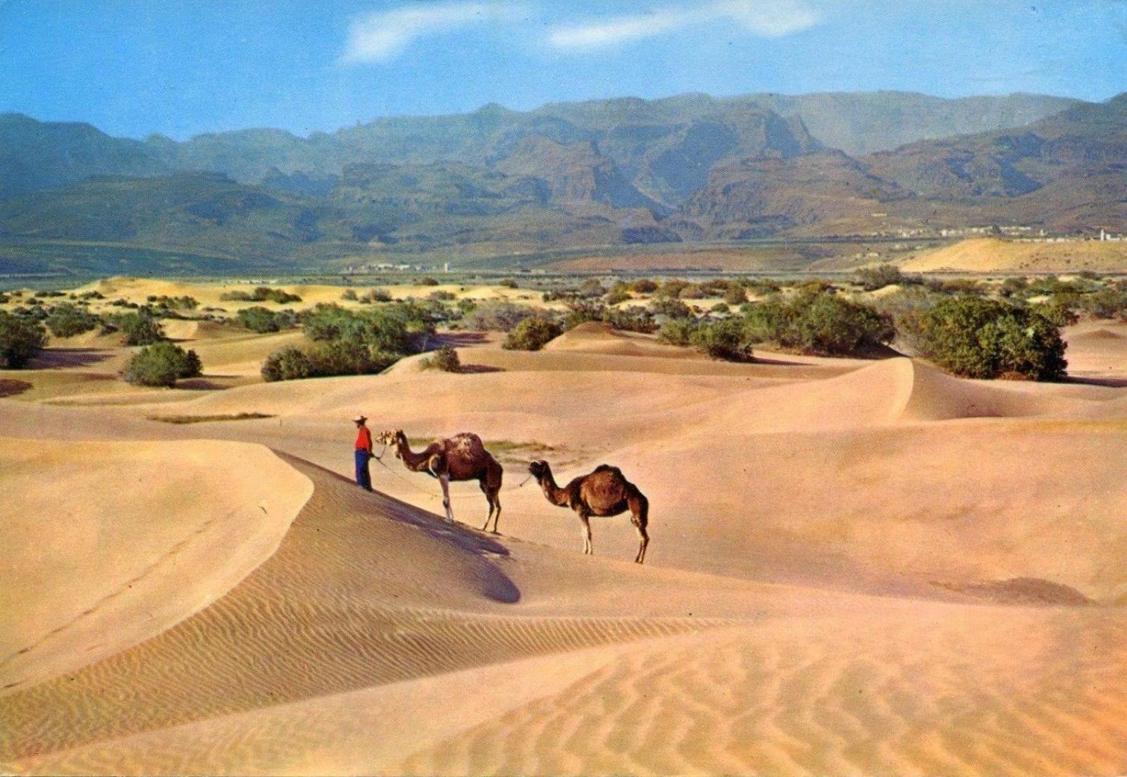 Donana 924