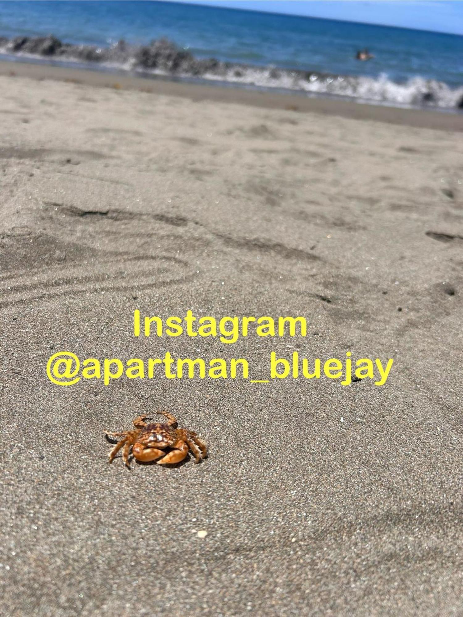 Apartment Bluejay Playa Del Cura *