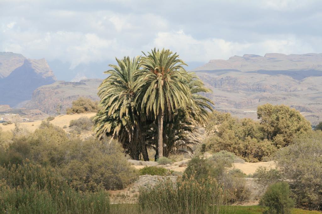 Apartamento El Capricho Maspalomas (Gran Canaria)