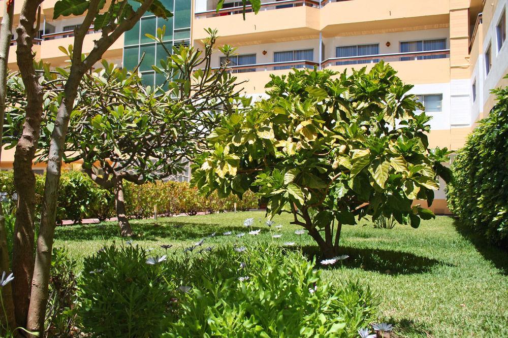 Camelias * Playa del Ingles (Gran Canaria)