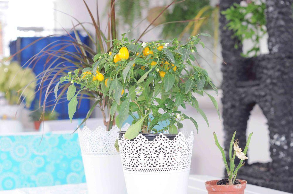 Appartement Gelimar Puerto Rico (Gran Canaria)