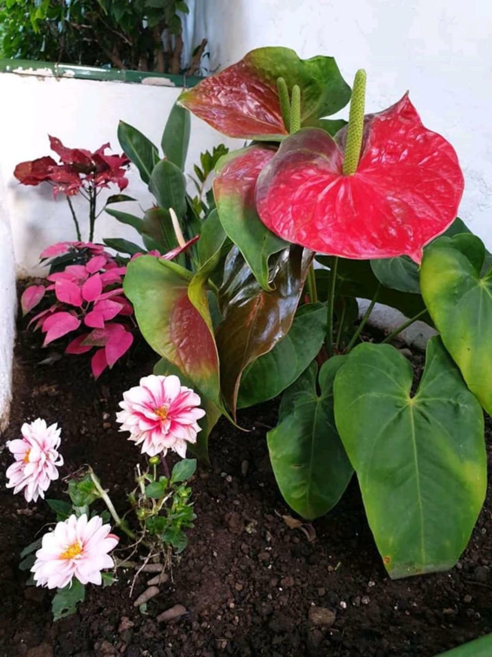 Apartamento Florida Gran Canaria Adults Only Puerto Rico (Gran Canaria)