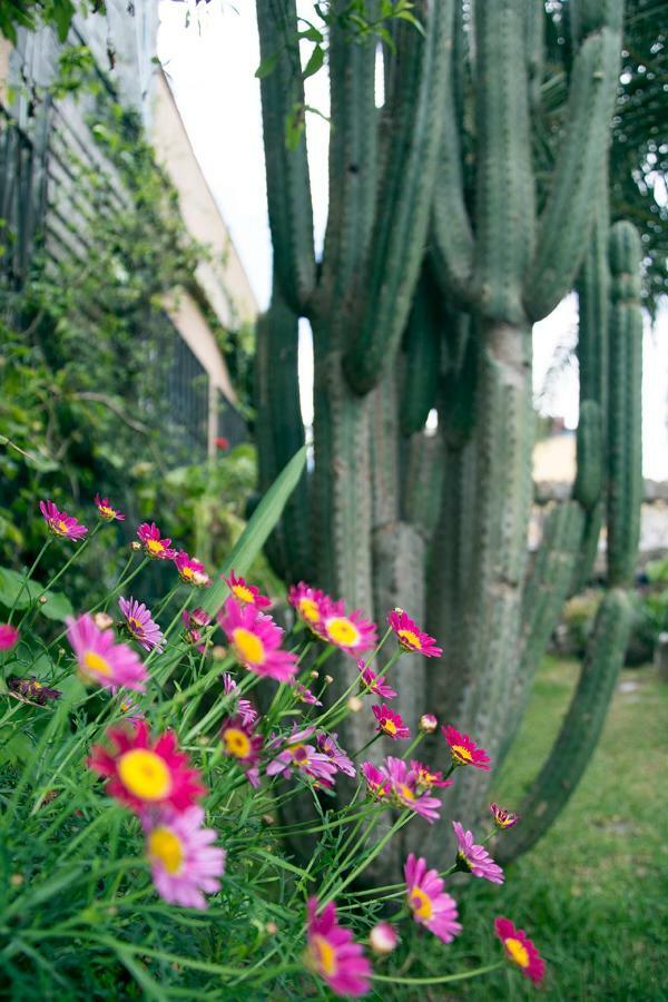 Casa El Drago Habitación en casa particular Las Palmas de Gran Canaria