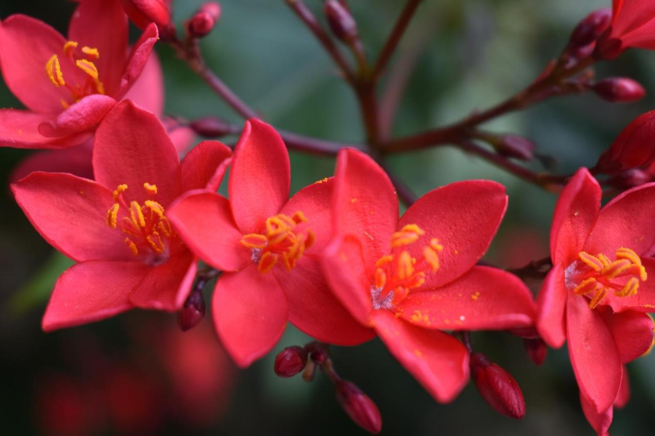 Romantica Bed & Breakfast San Bartolome de Tirajana (Gran Canaria)