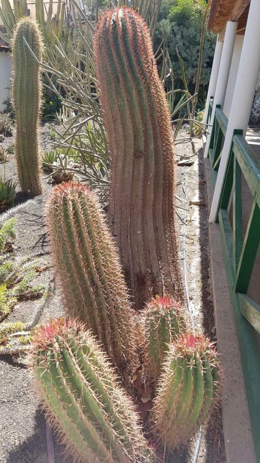Holiday home De Cactualdea