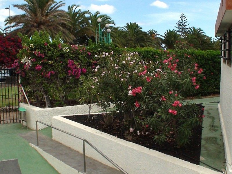 Dona Rosa